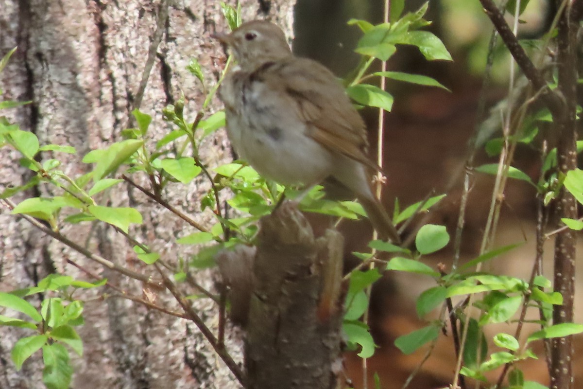 Hermit Thrush - ML572655711