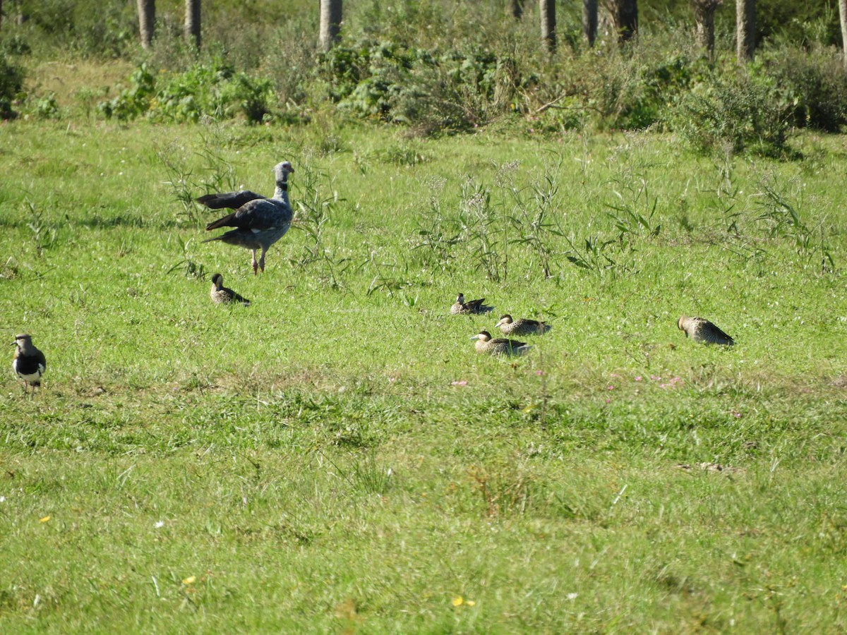 Southern Screamer - ML572655911