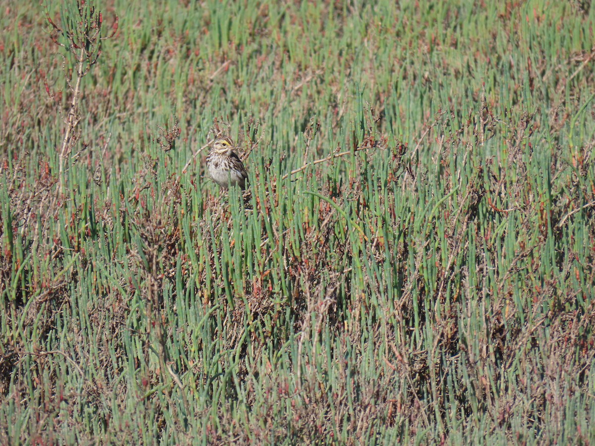 Savannah Sparrow - Erica Rutherford/ John Colbert