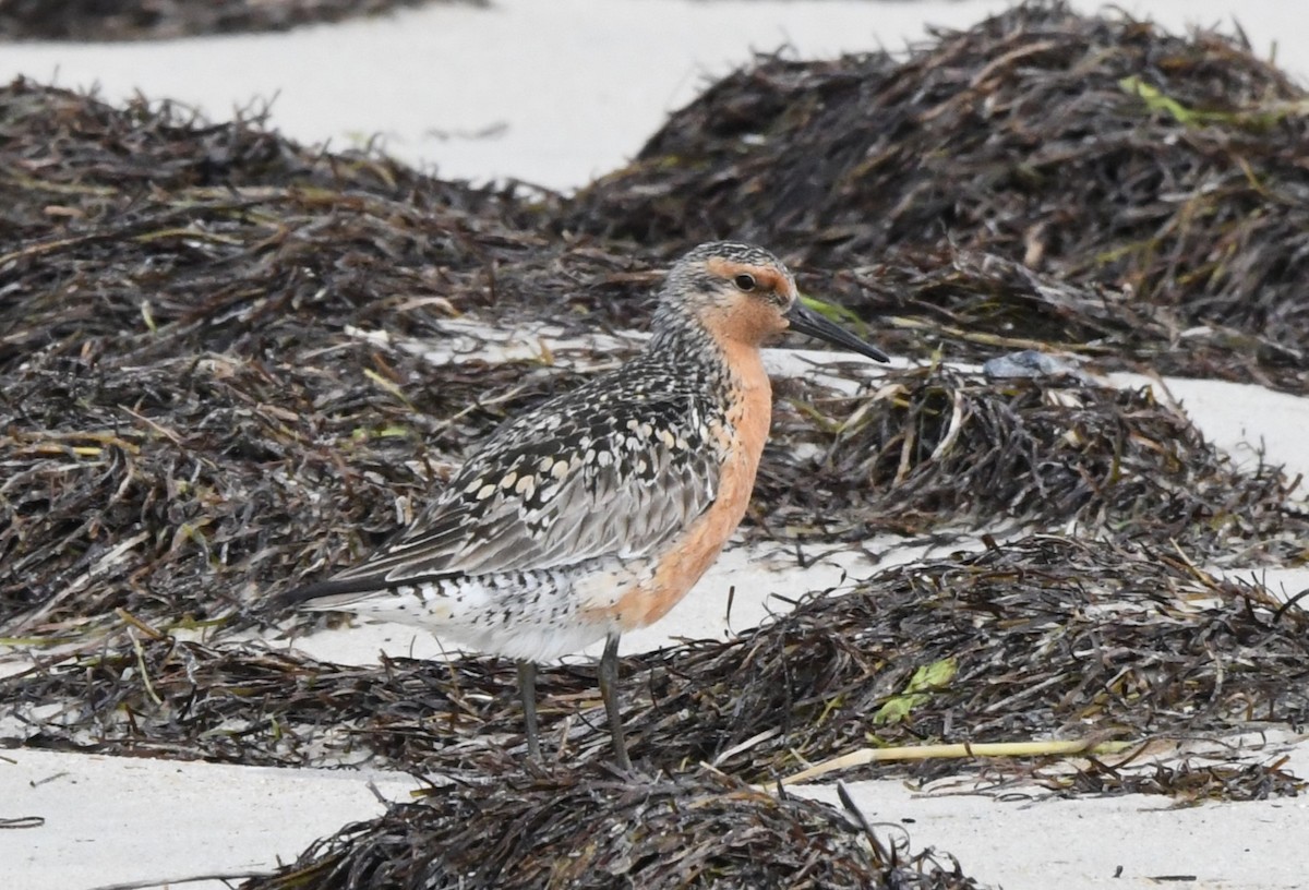 Red Knot - David True