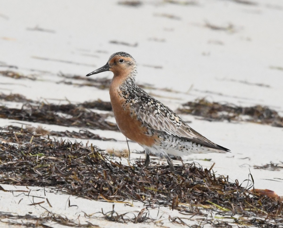 Red Knot - David True