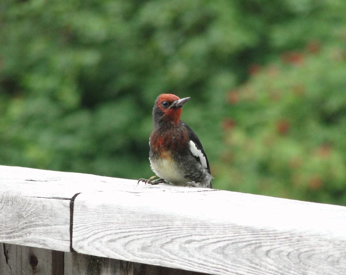 Red-breasted Sapsucker - ML572657951