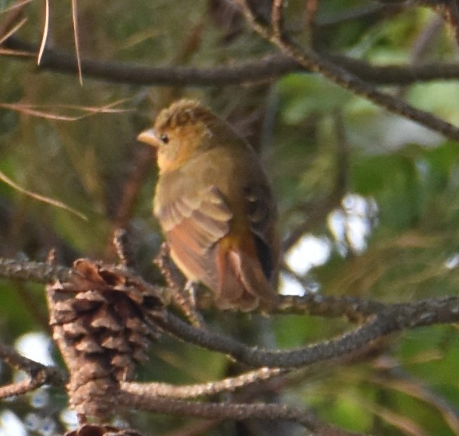 Summer Tanager - Jacki Gerber