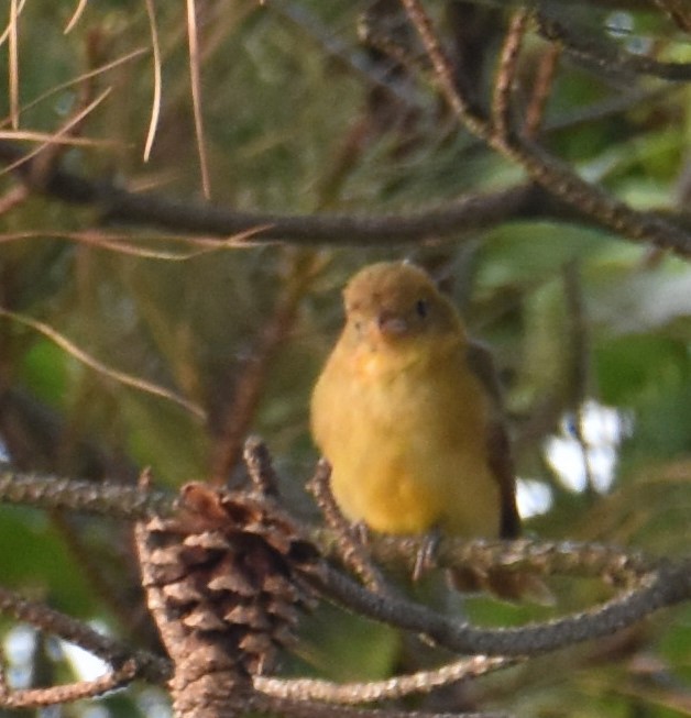 Summer Tanager - ML572658191