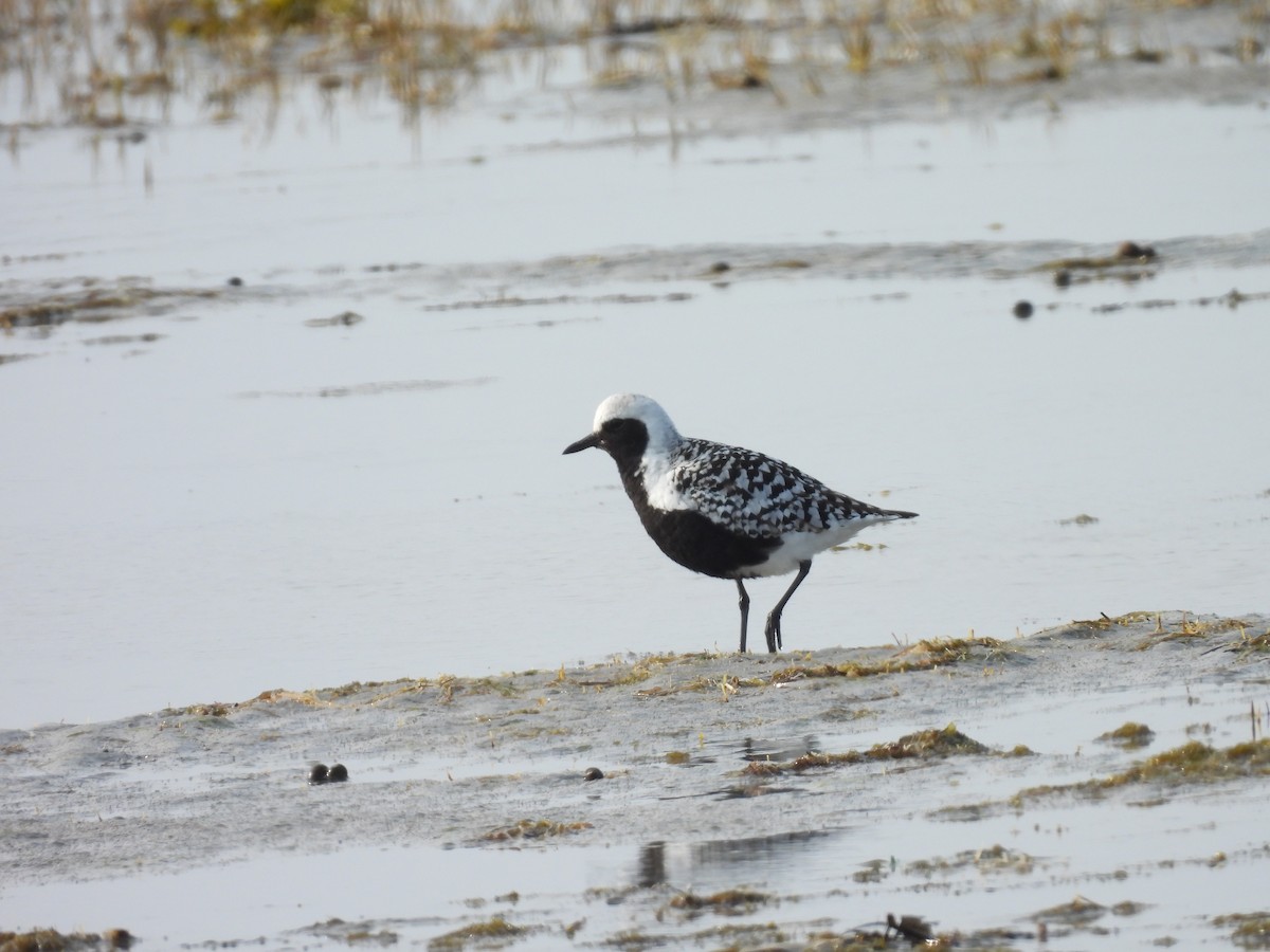 Black-bellied Plover - ML572658441