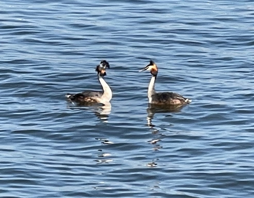 Чомга - ML572658831