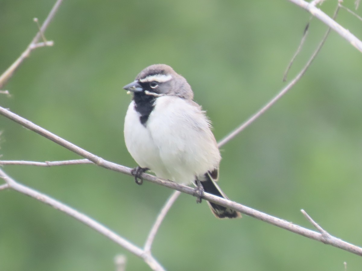 Black-throated Sparrow - ML572659511