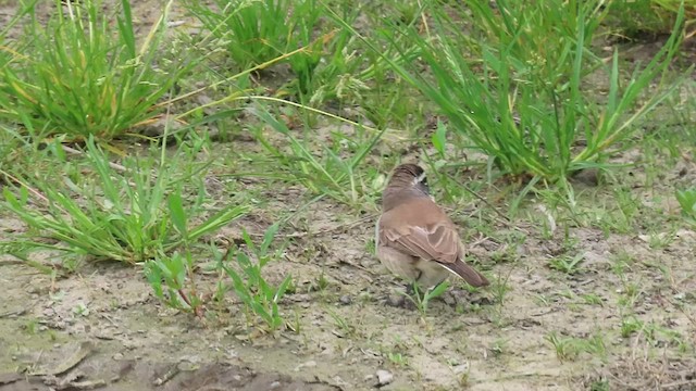 Black-throated Sparrow - ML572659521