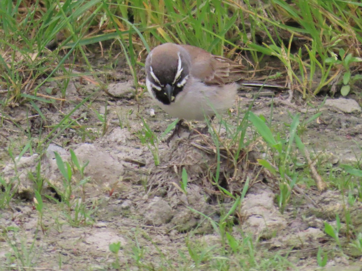 Black-throated Sparrow - ML572659531
