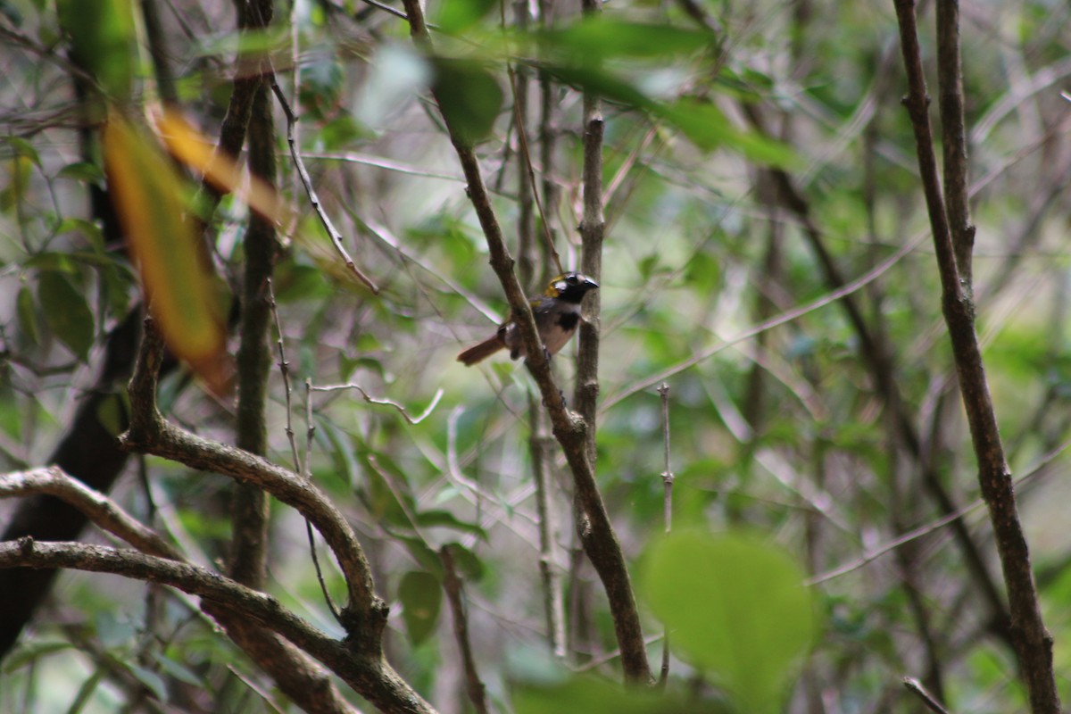 White-eared Ground-Sparrow - ML572660411