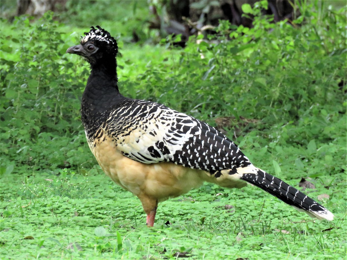 Bare-faced Curassow - ML572661631