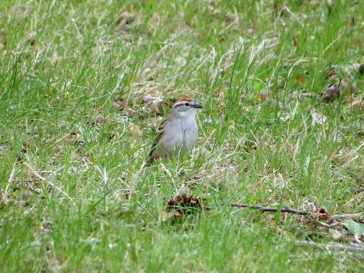 Chipping Sparrow - David Poortinga