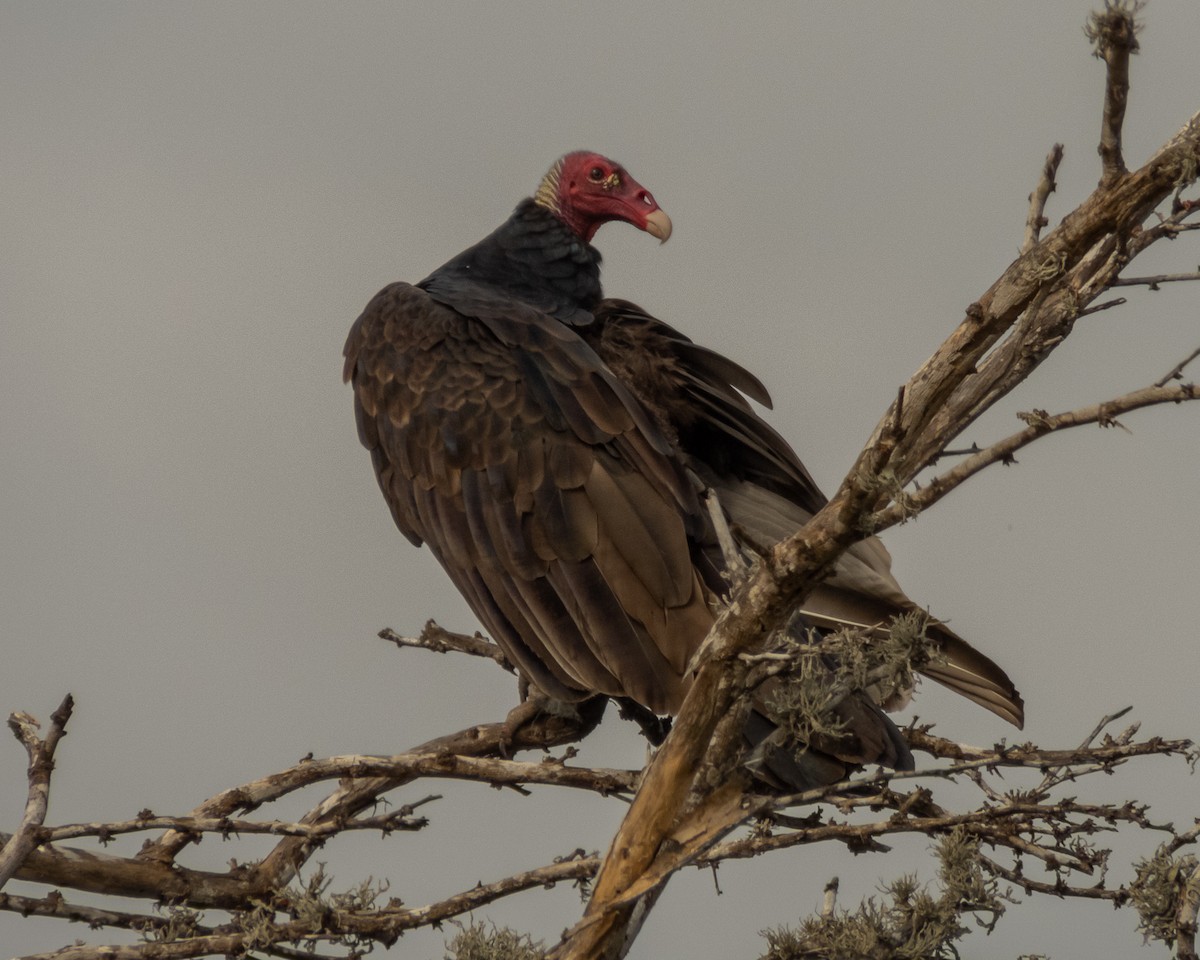 Turkey Vulture - ML572662951