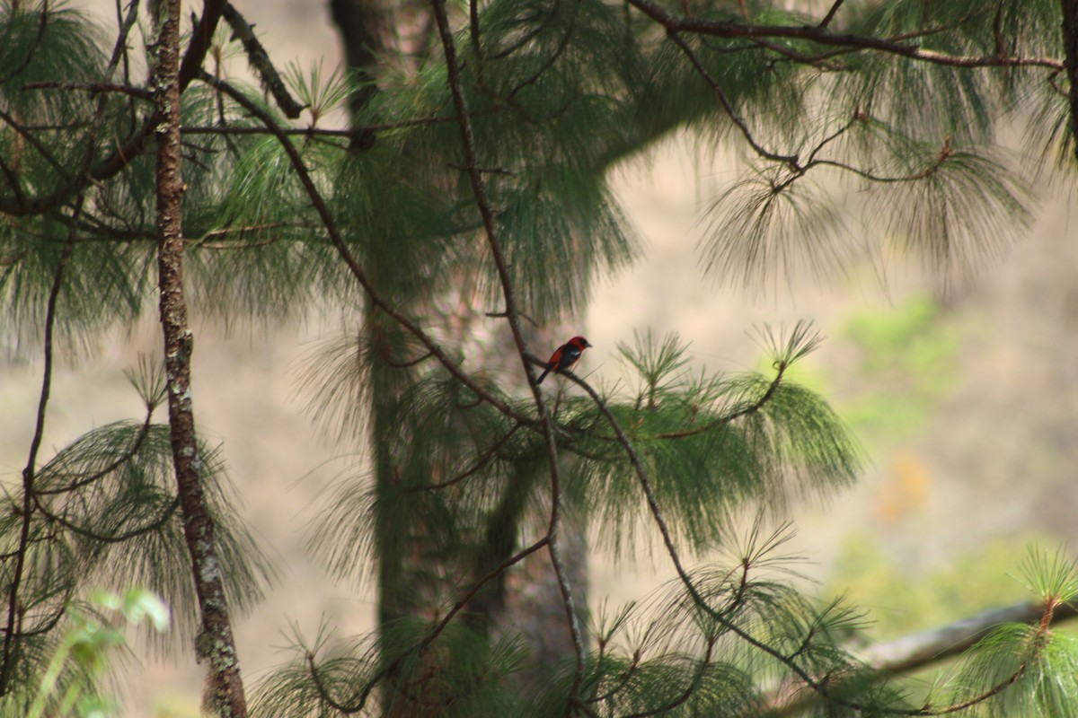 White-winged Tanager - ML572662981