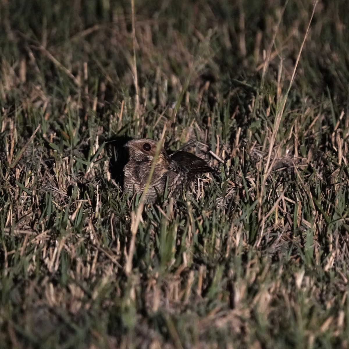 Fiery-necked Nightjar - Simon Thornhill