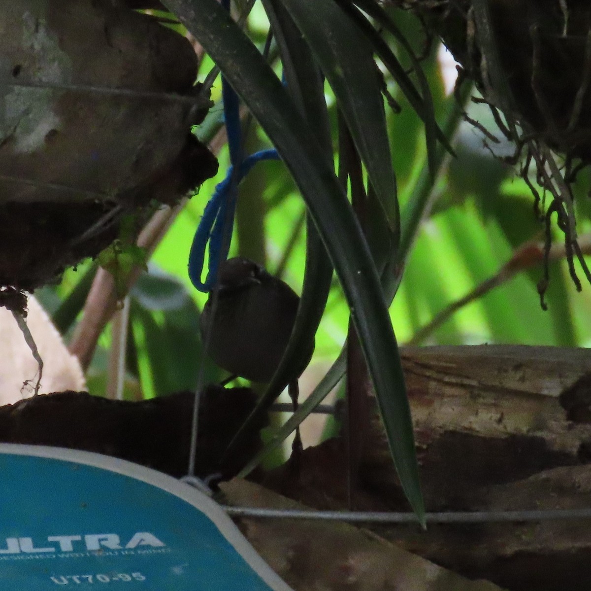 Gray-breasted Wood-Wren (bangsi) - ML572663881