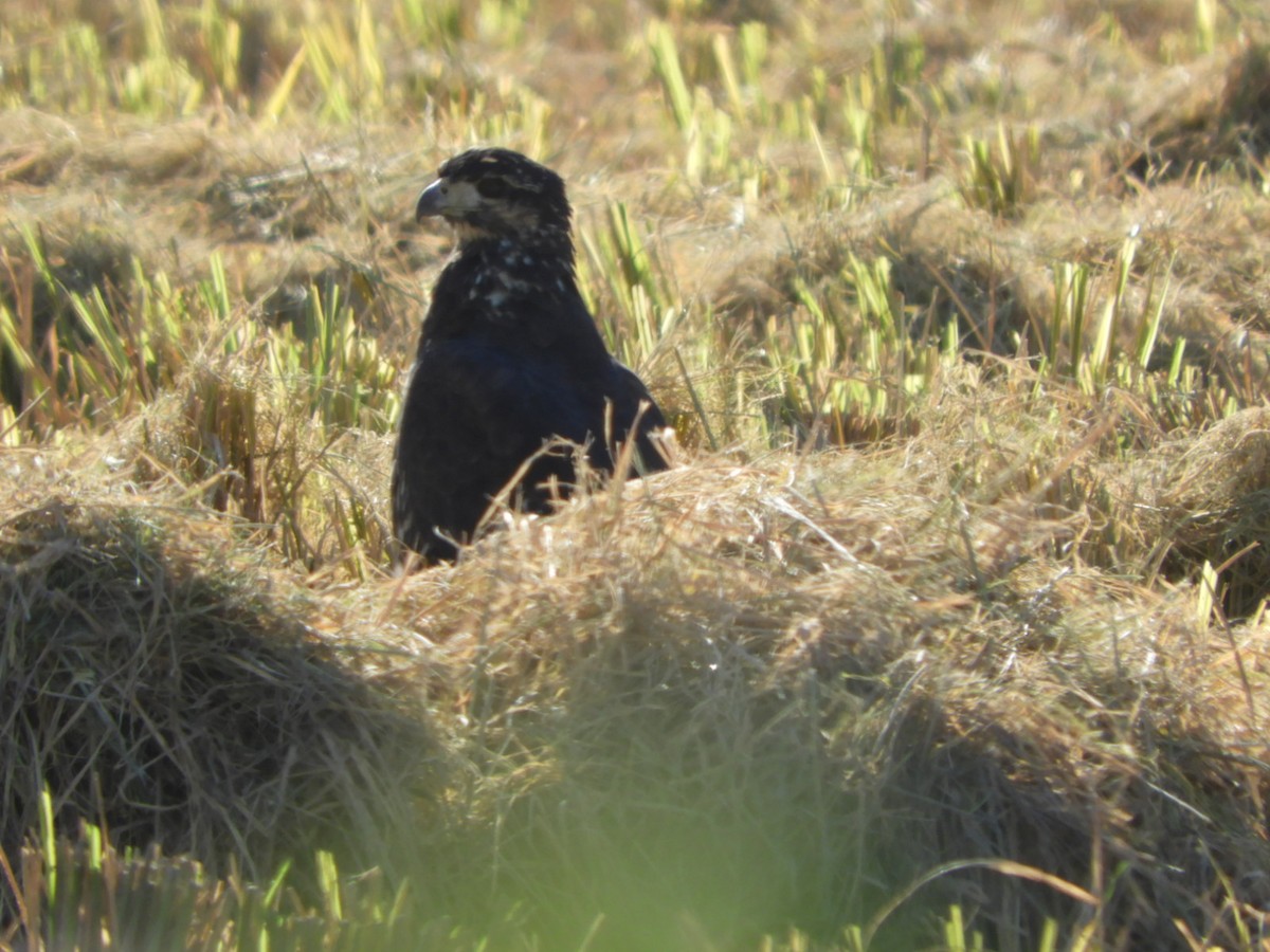 Great Black Hawk - ML572664151