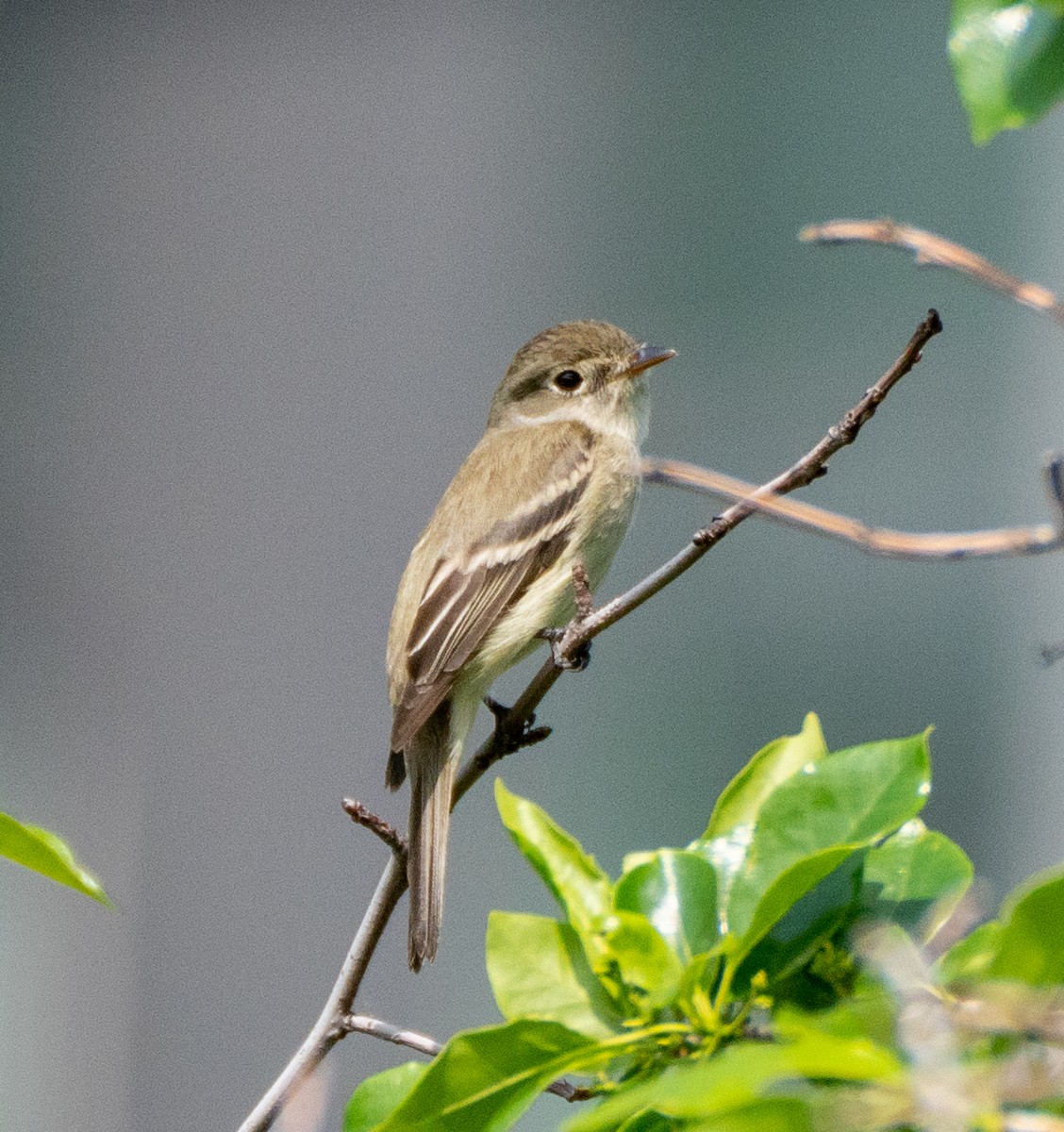 Moucherolle tchébec - ML572664291
