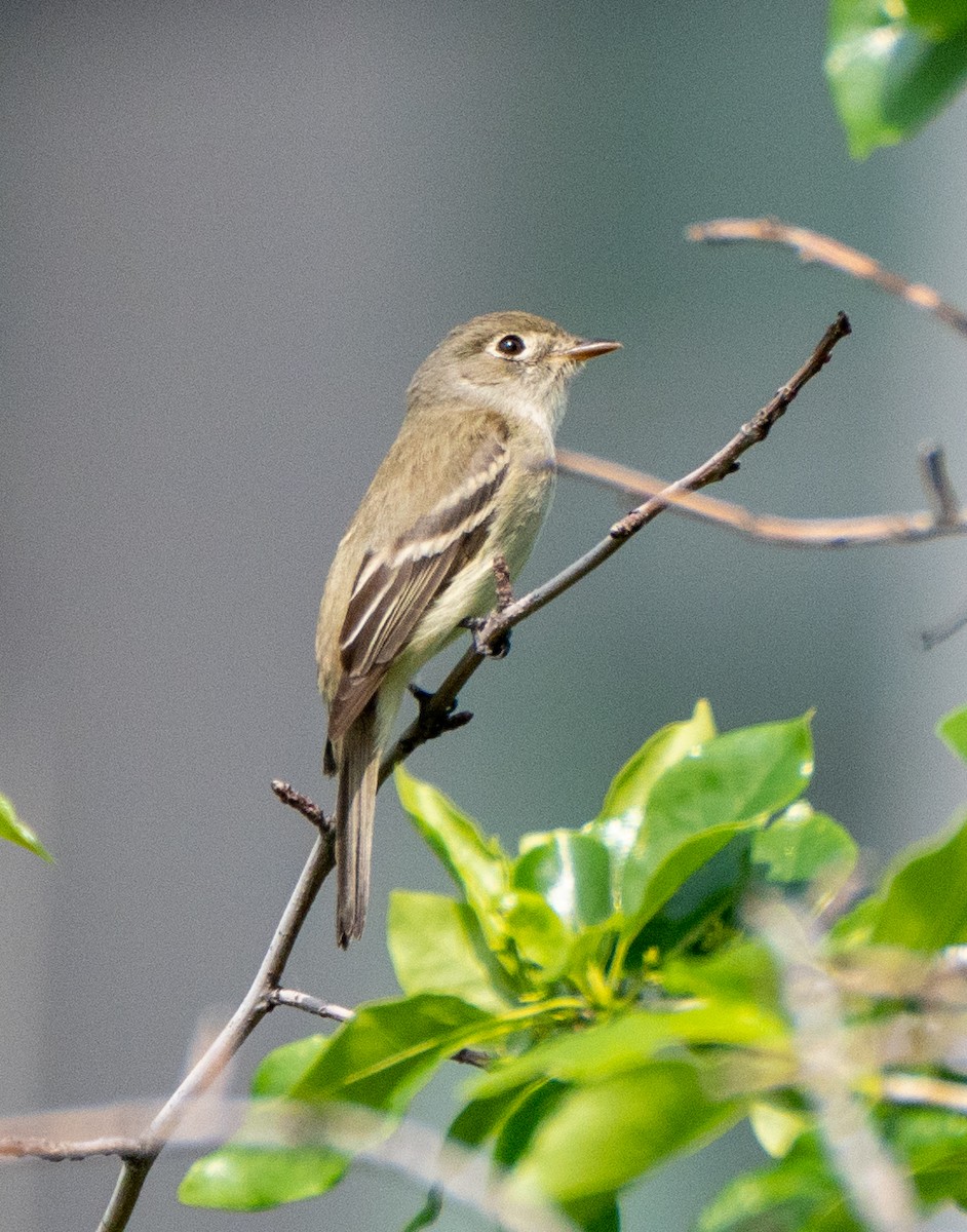 Moucherolle tchébec - ML572664311