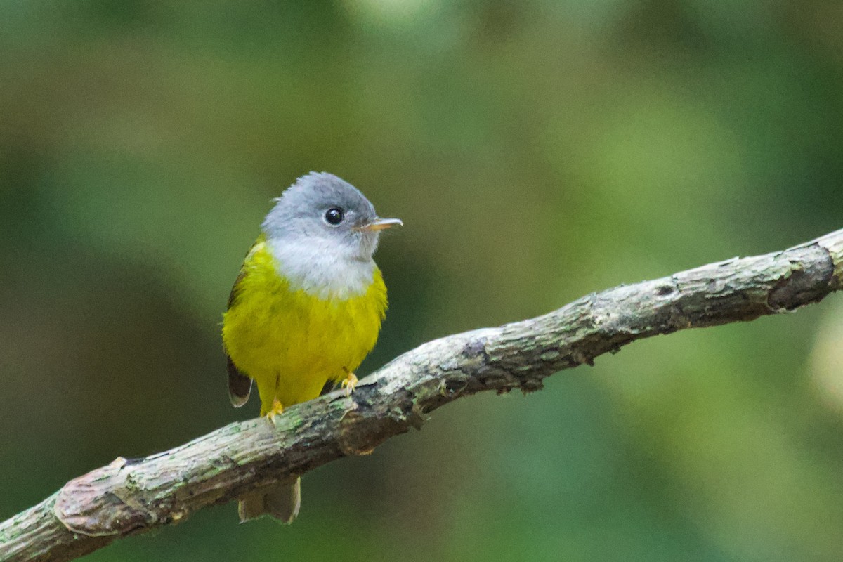 Gray-headed Canary-Flycatcher - ML572664531