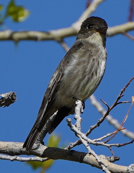 Olive-sided Flycatcher - ML572664741