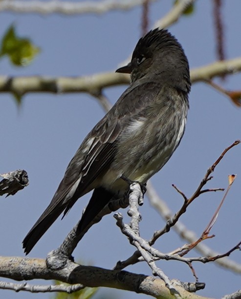 Olive-sided Flycatcher - ML572664751