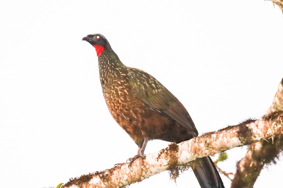 Dusky-legged Guan - Observatório Ornitológico Nascentes do Iguaçu