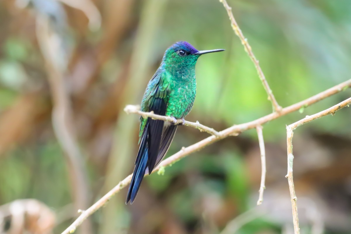 Violet-capped Woodnymph - ML572665431