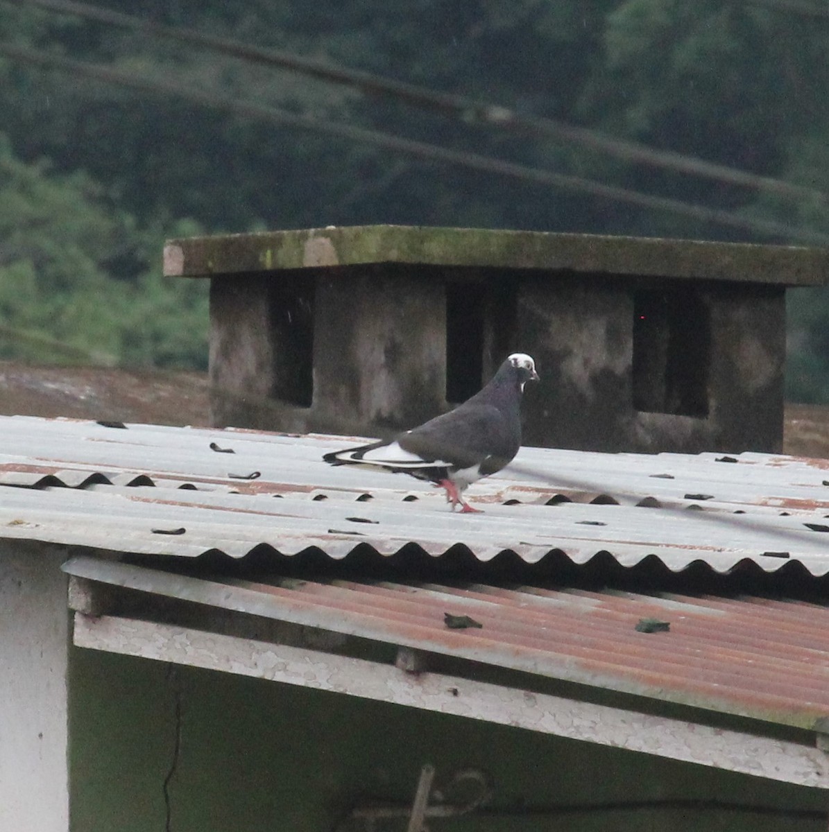 Rock Pigeon (Feral Pigeon) - ML572666041