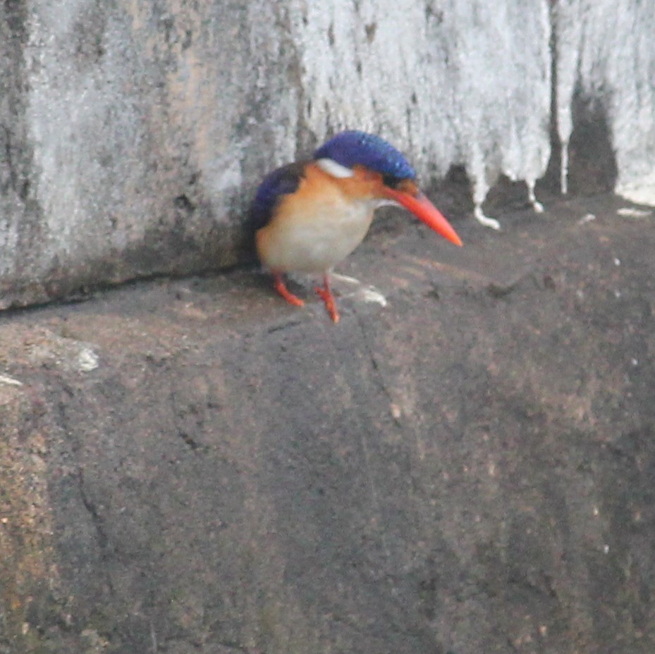 Malachite Kingfisher (Principe) - Asiem Sanyal