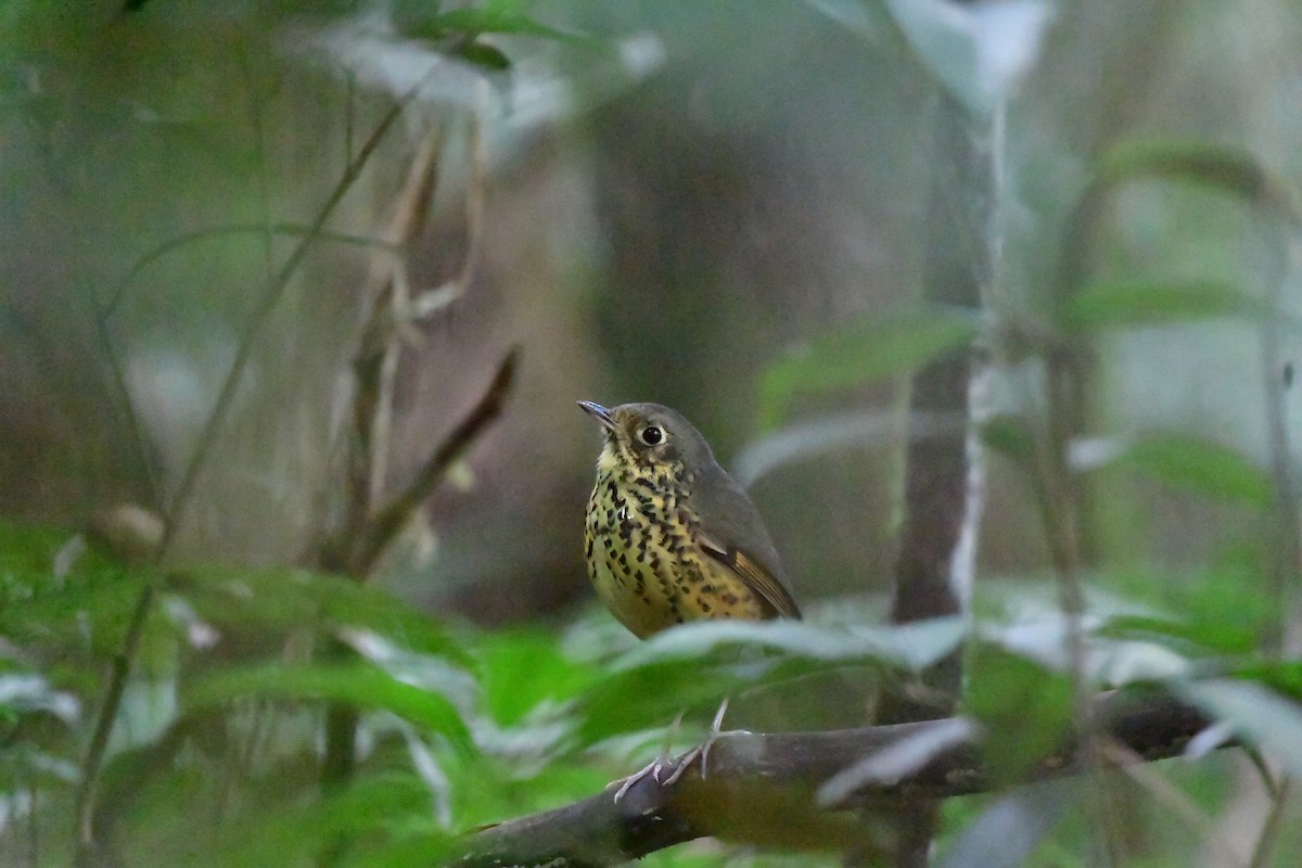 Speckle-breasted Antpitta - ML572666211