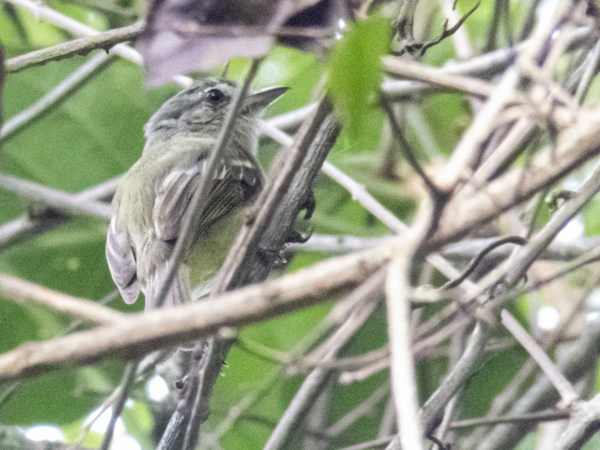 Yellow-olive Flatbill - ML572667041