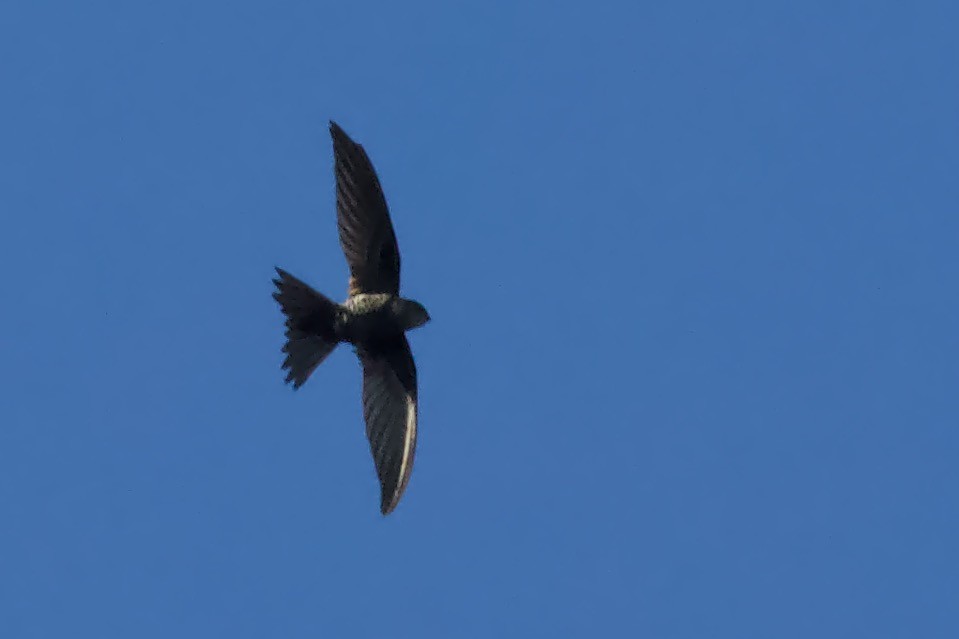 Cook's Swift - Luciano Naka