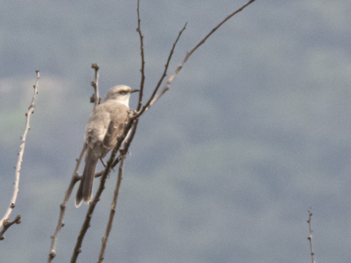 フナシマネシツグミ - ML572667311