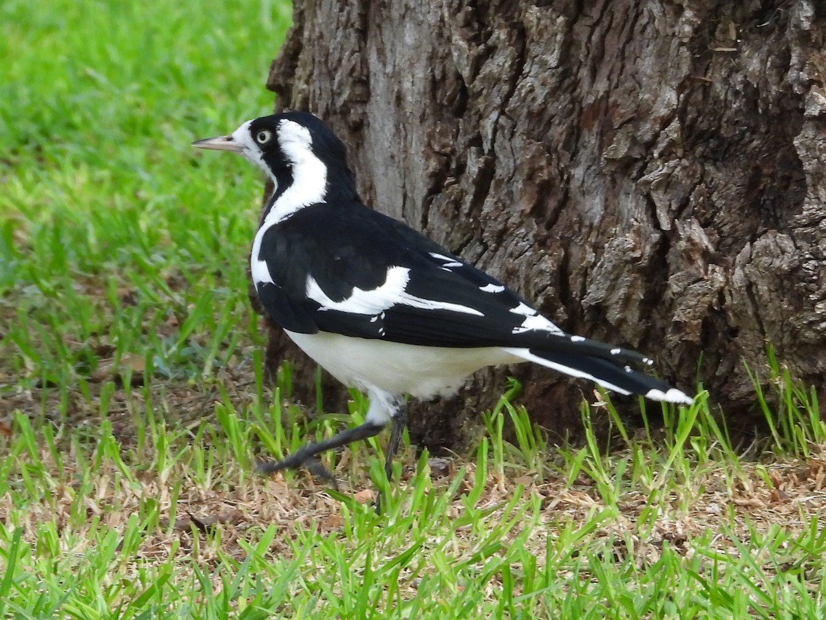 Magpie-lark - ML572667361