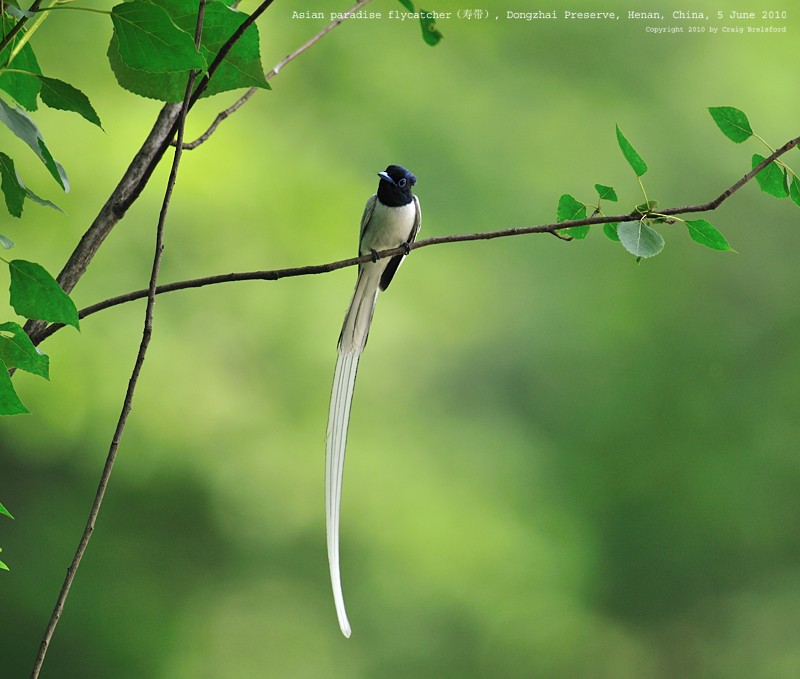 Amur Paradise-Flycatcher - Craig Brelsford