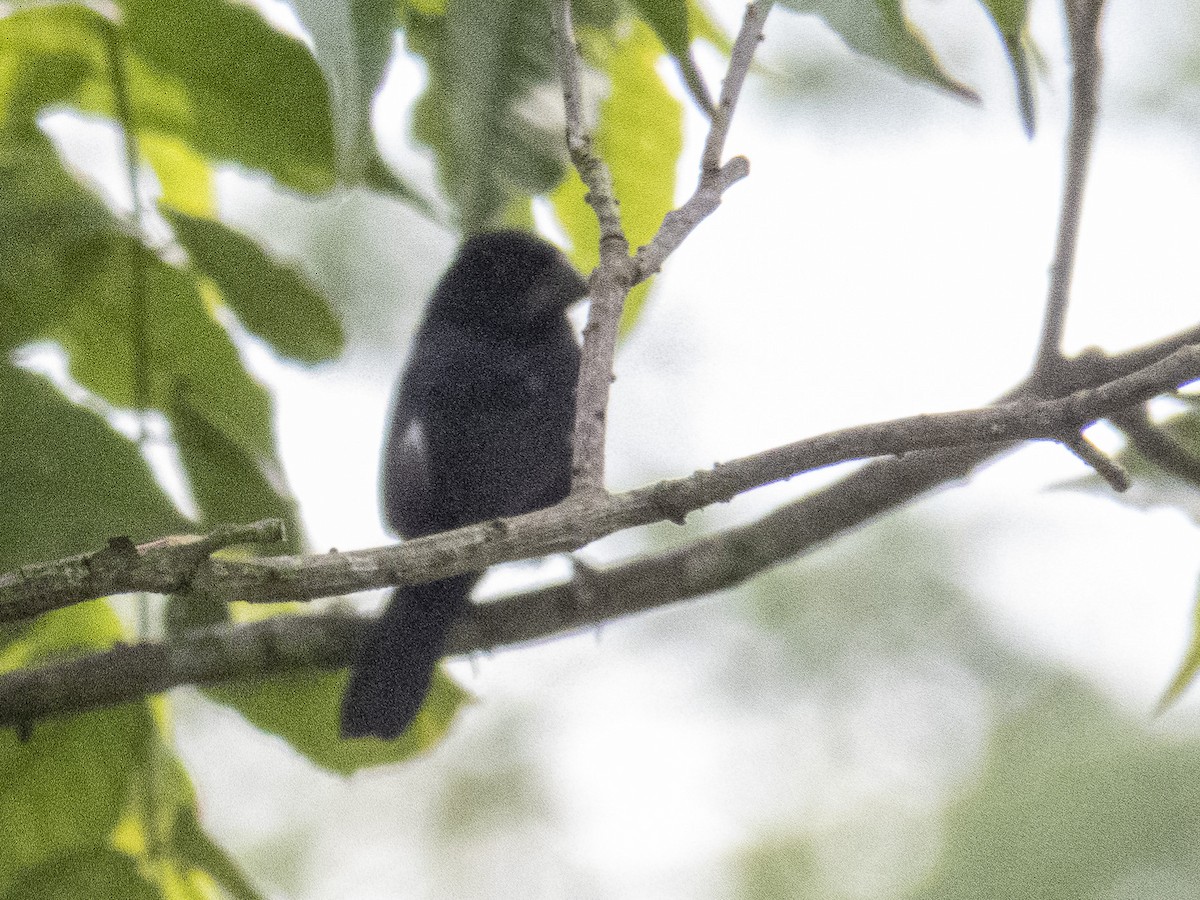 Thick-billed Seed-Finch - ML572667541