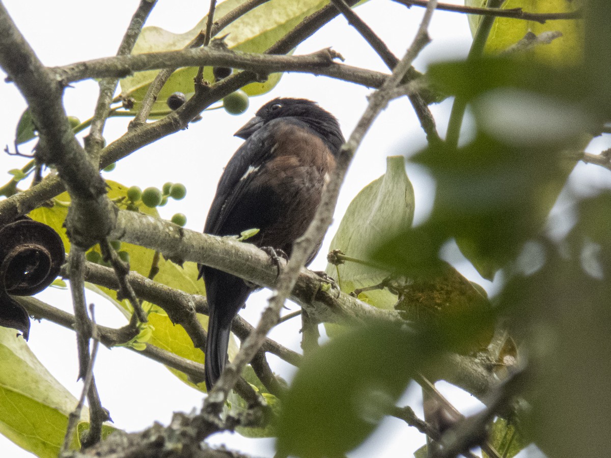 ヒメコメワリ - ML572667591