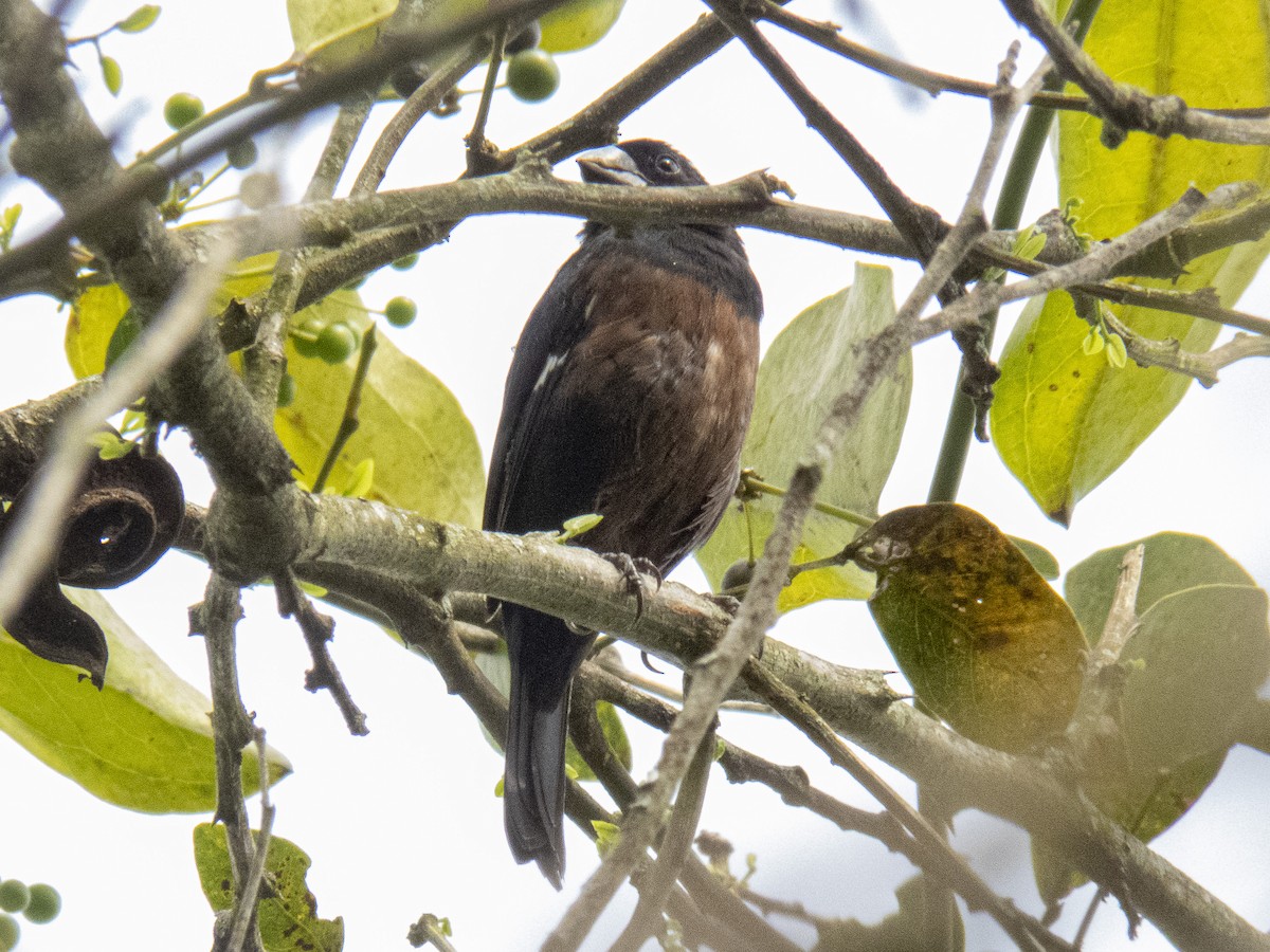 Chestnut-bellied Seed-Finch - CARLOS ARIEL LOPEZ ZULETA