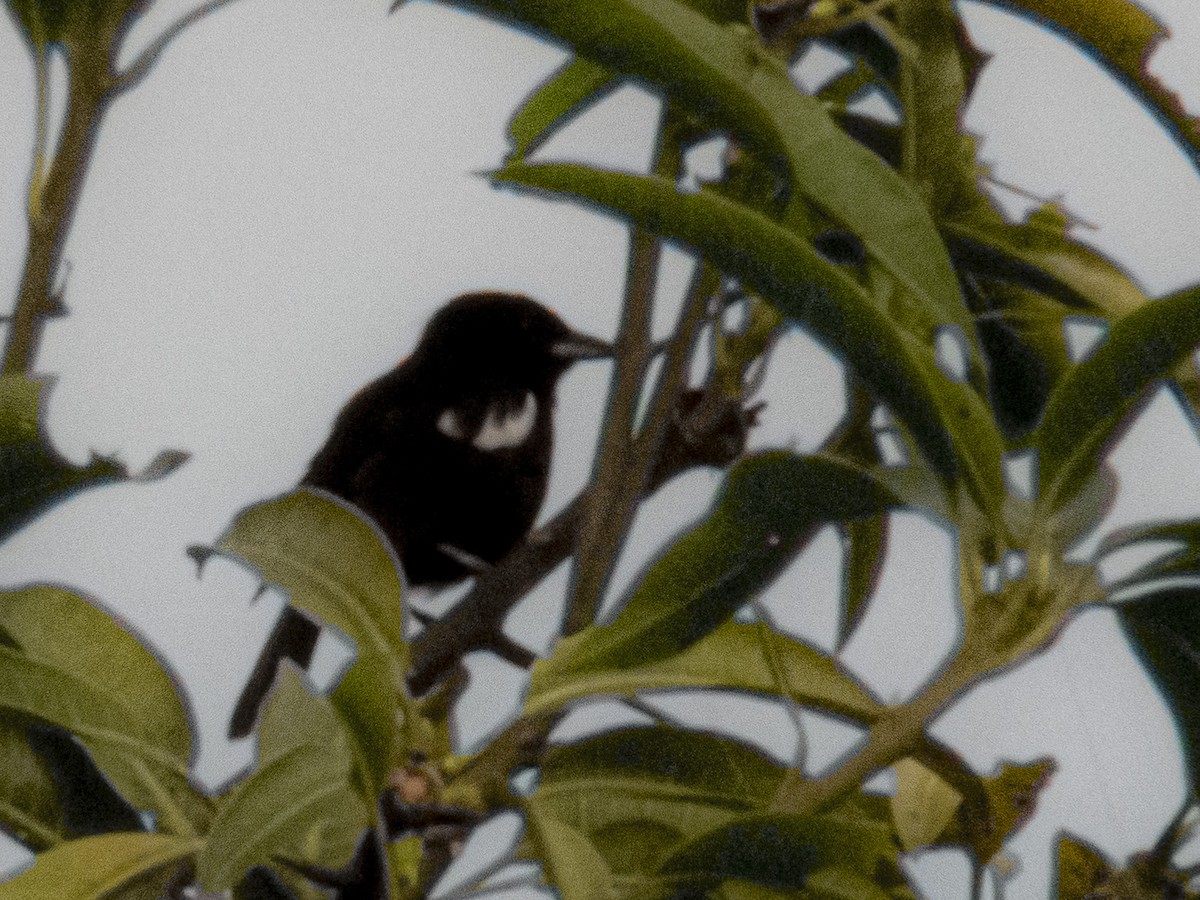 White-shouldered Tanager - CARLOS ARIEL LOPEZ ZULETA