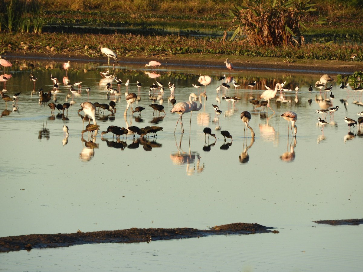 Chilean Flamingo - Silvia Enggist