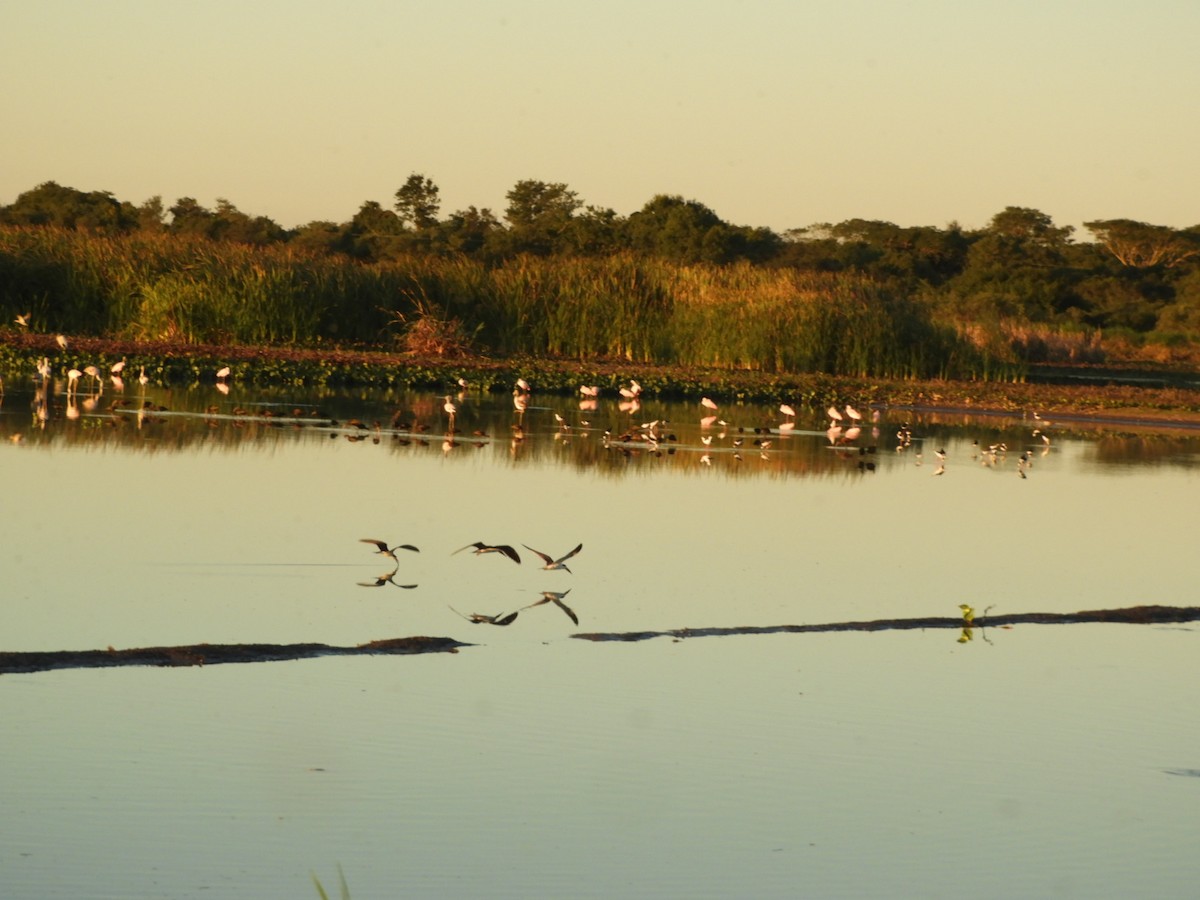 Chilean Flamingo - Silvia Enggist