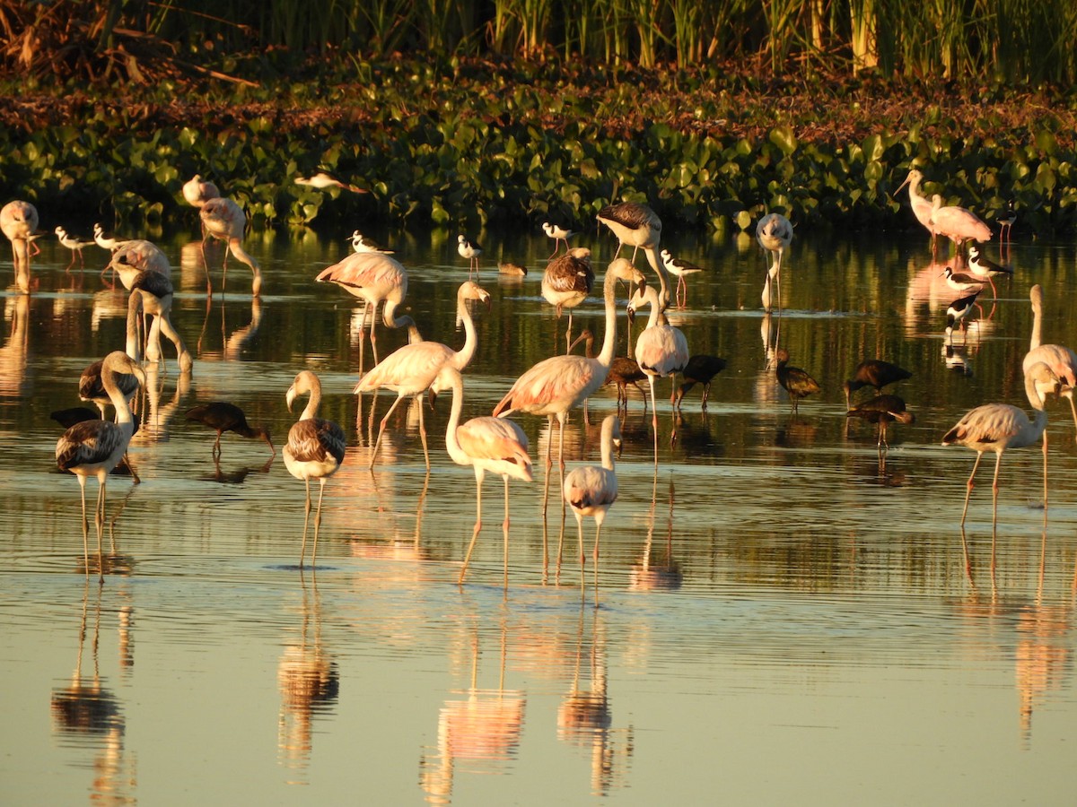 Chilean Flamingo - ML572667811