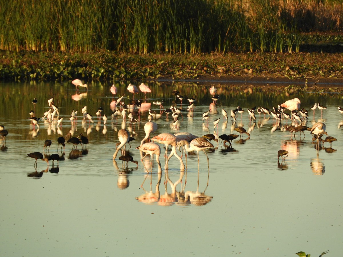 Chilean Flamingo - ML572667831