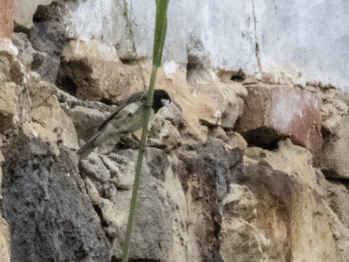 Yellow-bellied Seedeater - ML572667891