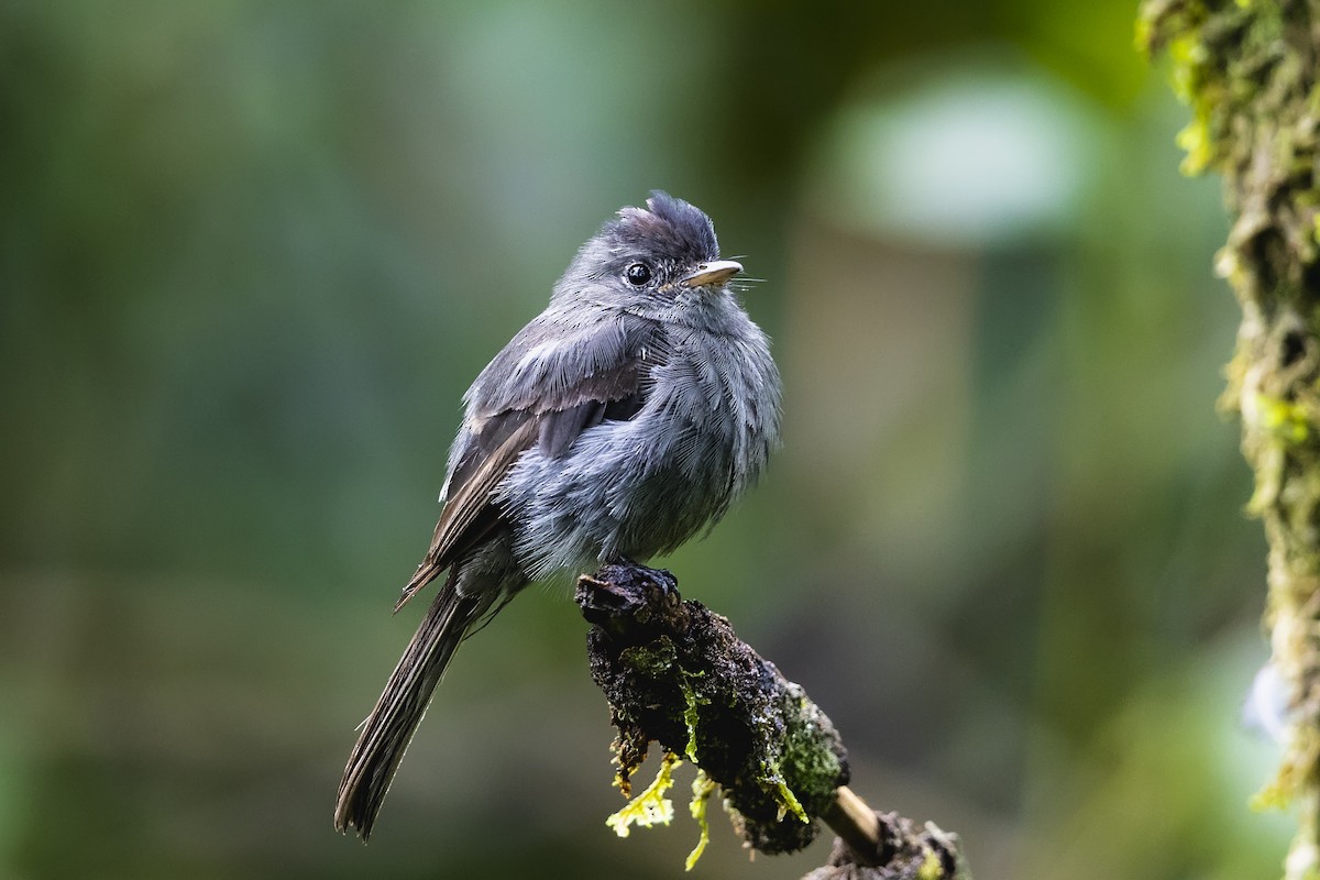 Blackish Pewee - Stefan Hirsch