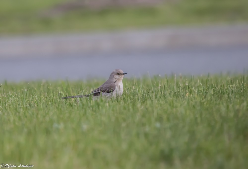 Northern Mockingbird - ML572668421