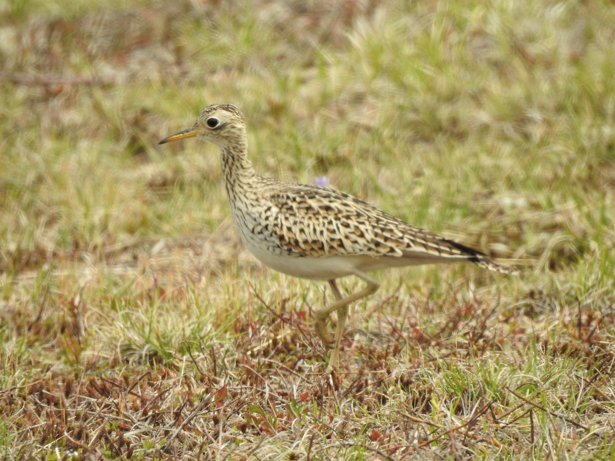 Upland Sandpiper - Mary Alley