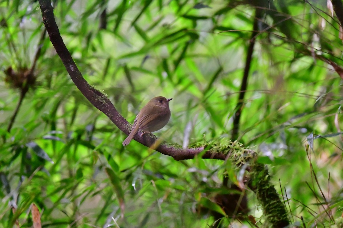 Brown-breasted Pygmy-Tyrant - ML572669761