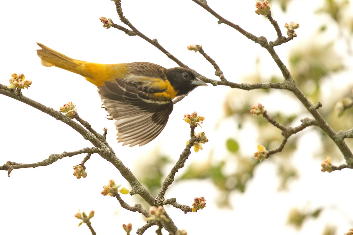 Baltimore Oriole - ML572669851